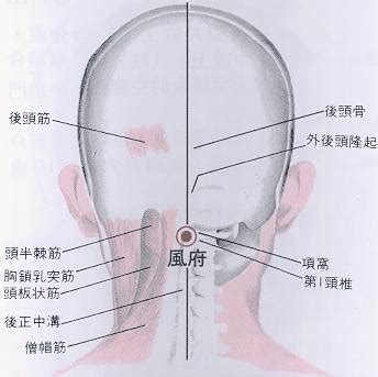 風是穴|醫砭 » 經穴庫 » 風府